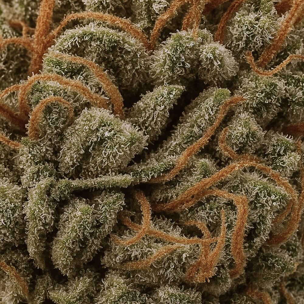 Fleur de CBD Jack Herer