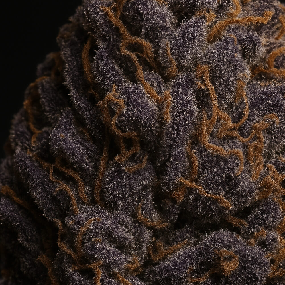 Fleur de CBD Purple Haze