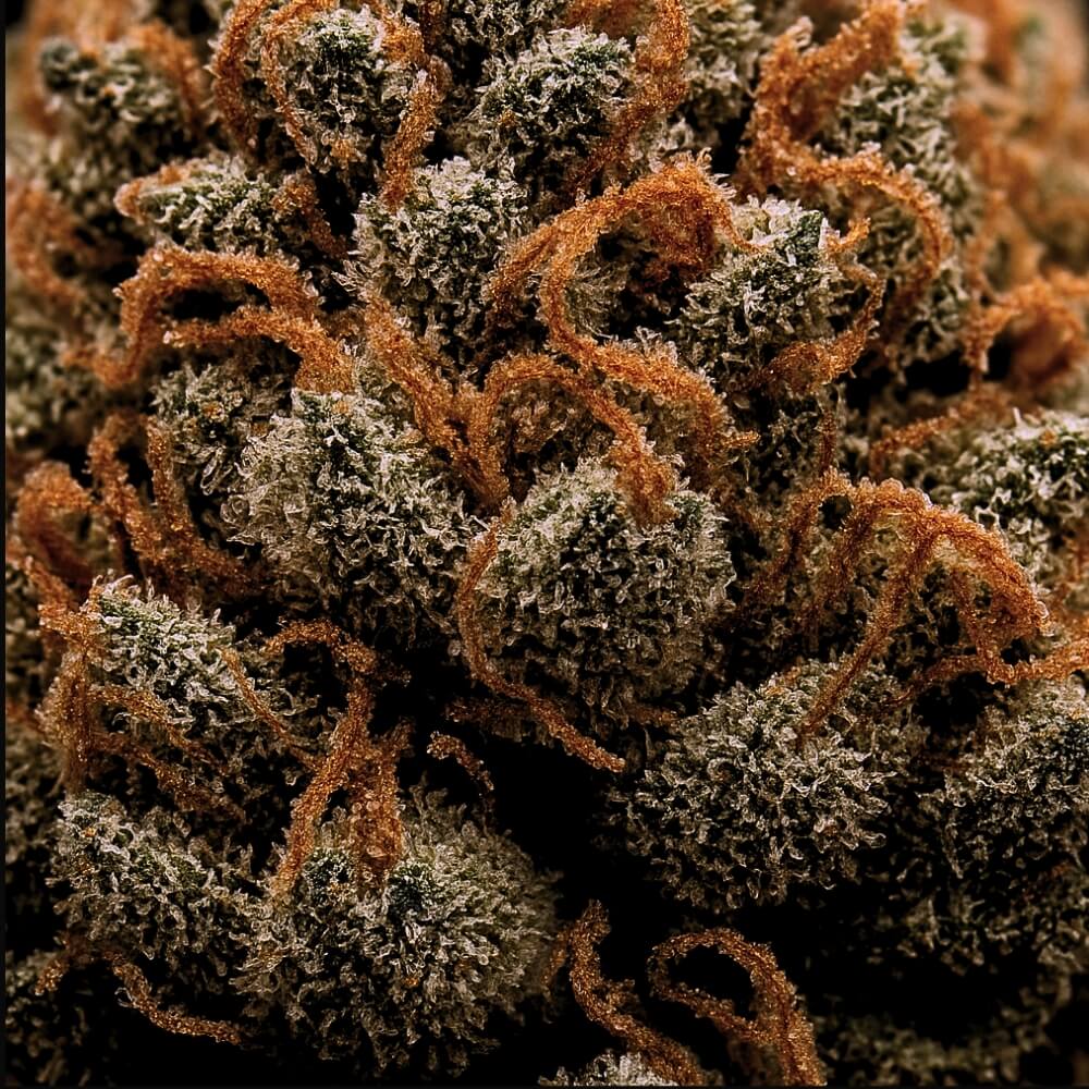 Fleur de CBD Super Lemon Og