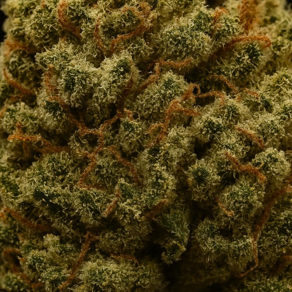 gelato fleur cbd